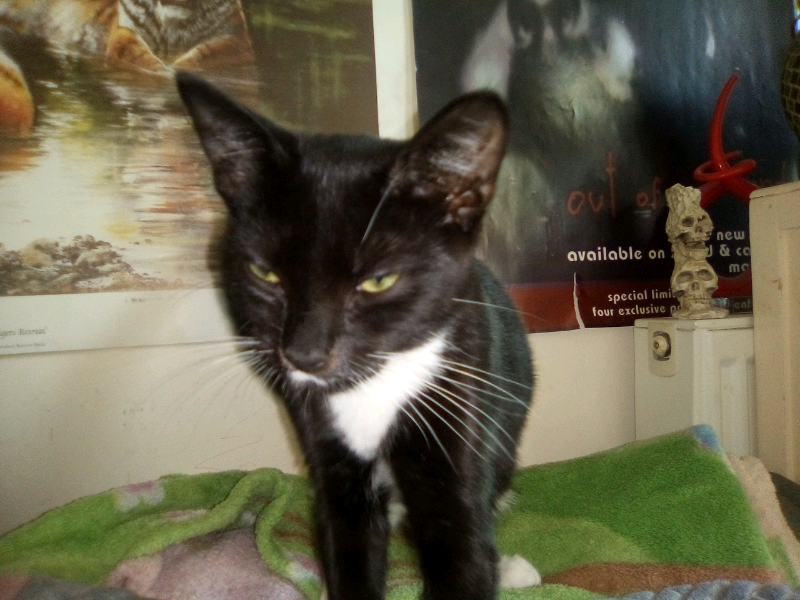 Four month old male kitten needs a forever home in Bournemouth