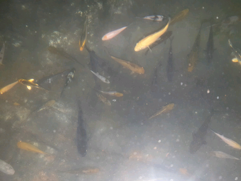 Pond Fish for sale in UK 88 secondhand Pond Fishs
