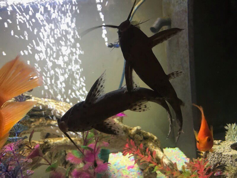 Large tropical fish for sale in Sidmouth, Devon Gumtree