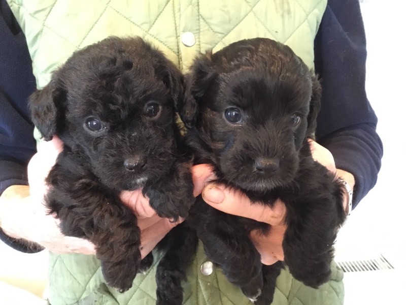 Jackapoo puppies in Ipswich, Suffolk Gumtree