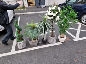 5 indoor artificial plants £99 the lot 