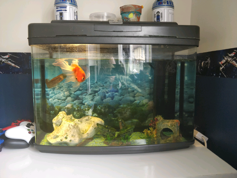 120l fish tank aquarium and fish in Maidstone, Kent Gumtree