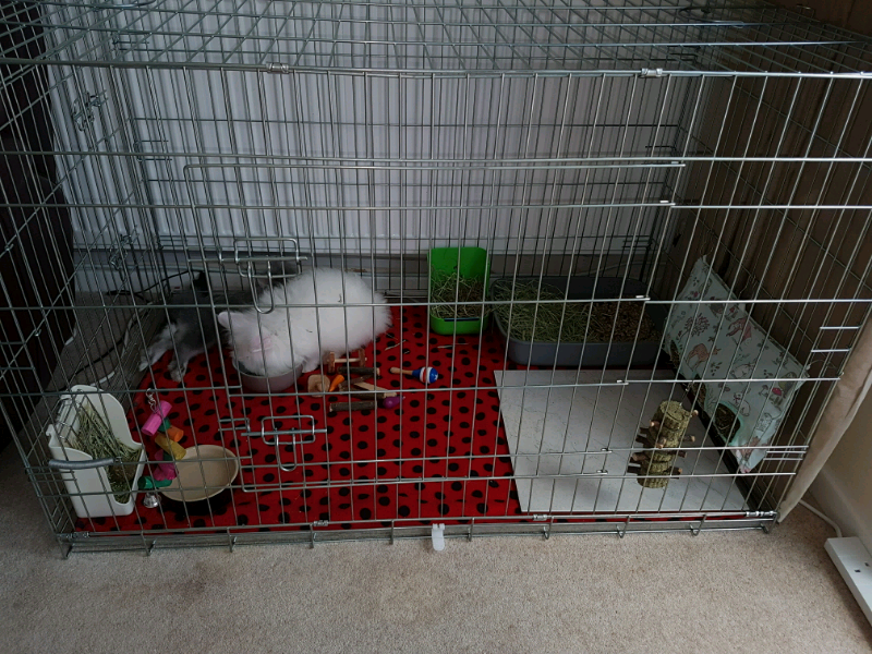 Two beautiful lionhead rabbits and XL indoor cage for sale in