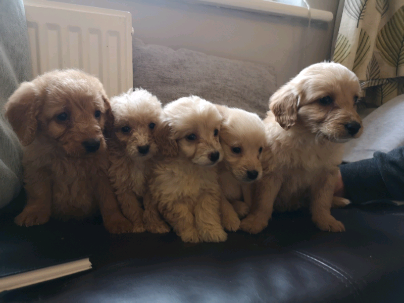 Labradoodle puppies for sale in Newton Abbot, Devon Gumtree