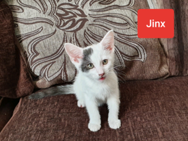 Gumtree Pets For Sale - B&W Border collie pups for sale | Dogs & Puppies | Gumtree ... : Don't miss what's happening in your neighborhood.