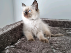 Pure Bred Ragdoll Kittens £500 (only 2 left)