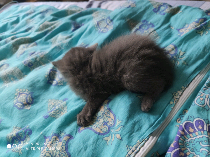 British Blue Cat for sale in UK View 82 bargains