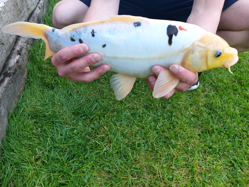 Koi carp in Cambridge, Cambridgeshire Gumtree