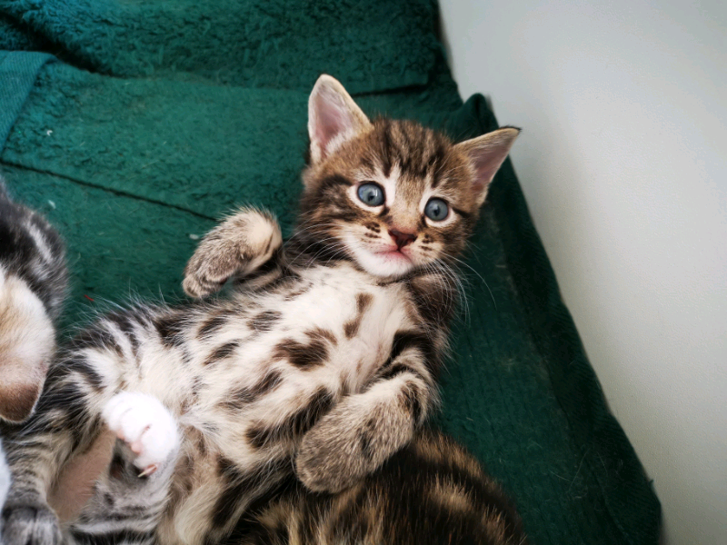 Siamese X Bengal kitten for sale in Plymouth, Devon Gumtree