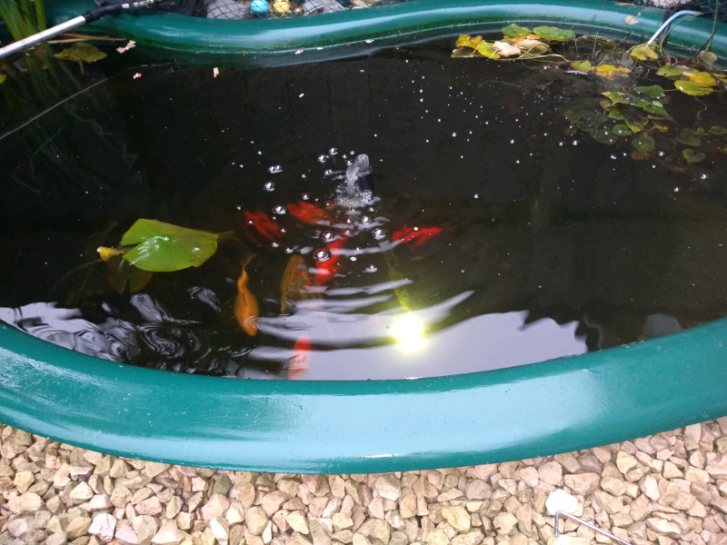 Fish pond in Hull, East Yorkshire Gumtree