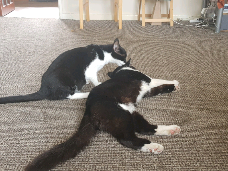 2 Cats For Sale 50 Each In Hull East Yorkshire Gumtree