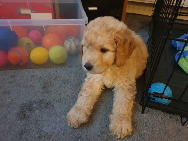 Labradoodle pups in Broxburn, West Lothian Gumtree