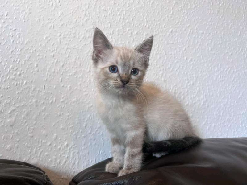 Kittens Ready To Go Ragdol X Turkys Angora In Manchester Gumtree