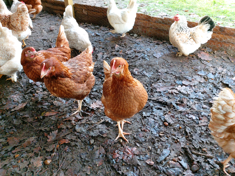 POL Chickens/Hens available in Bexley, DA5 for collection/delivery in