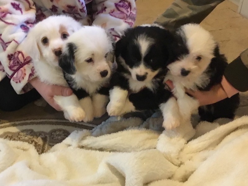 Poodle x bedlington puppy's in Norwich, Norfolk Gumtree