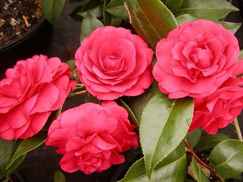 Bob Wines Camellia Gardens 18-30/" Camellia Sasanqua ShiShi Gashira NO Shipping!