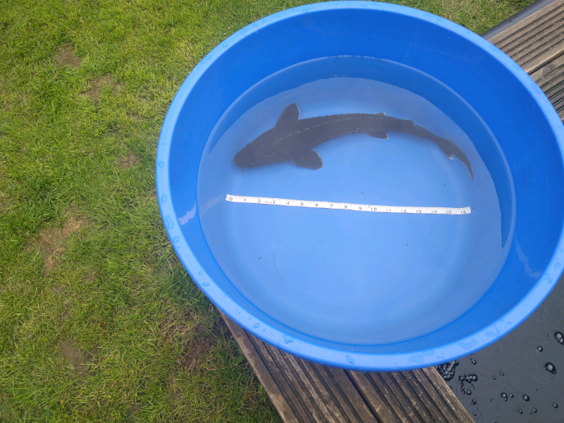 Sturgeon for sale in UK 75 secondhand Sturgeons