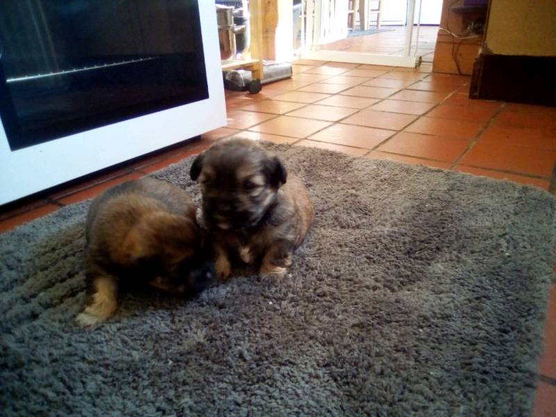 Pets for sale dogs in Whitehill, Hampshire Gumtree