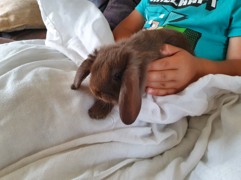 Lop eared baby bunnies in Dursley, Gloucestershire Gumtree
