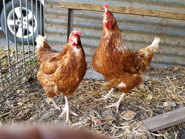 Download Free Laying Hens | Birds | Gumtree Australia Morphett Vale ...