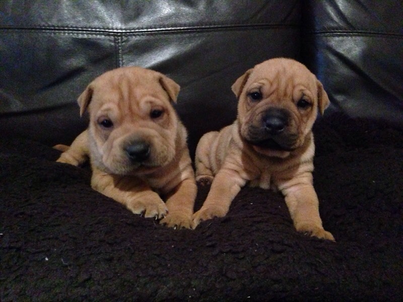 Bulldog x SharPei bullpei puppies for sale. in Northampton