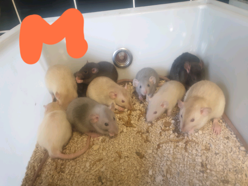 Rats for sale in Croydon, London Gumtree