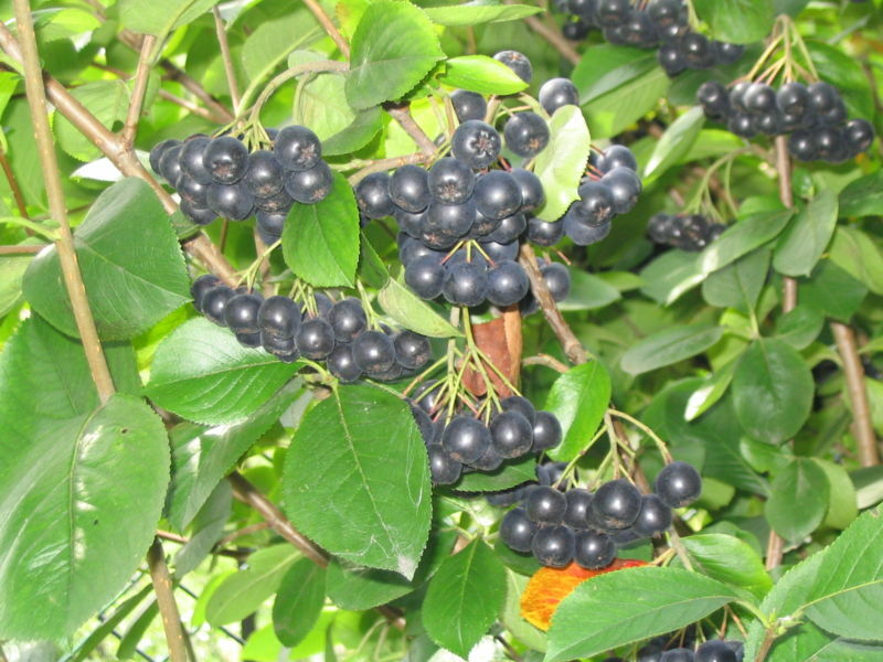 Black Chokeberry (Aronia melanocarpa), 30 seeds