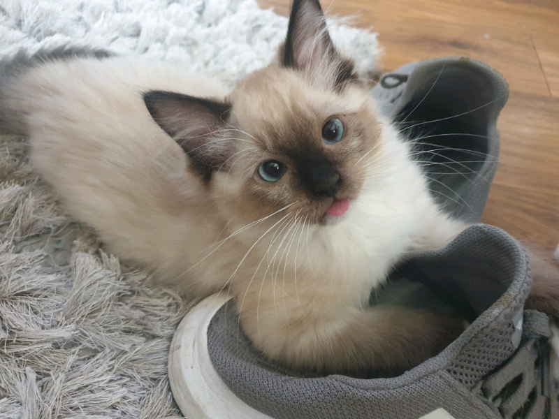 ragdoll kitten | in Lancaster, Lancashire | Gumtree