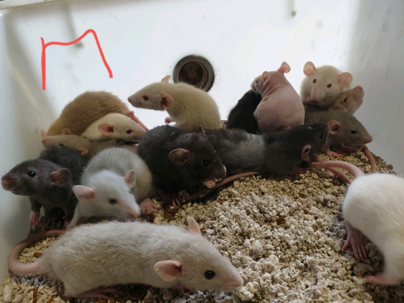 Rats for sale in Croydon, London Gumtree