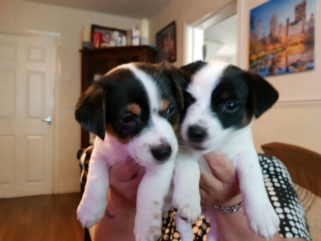 Jack Russell Pups Sold Out In Liverpool Merseyside Gumtree