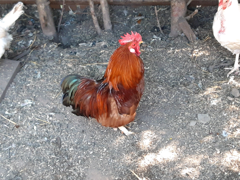 Cockerel And Pekin Chicks In Small Heath West Midlands Gumtree