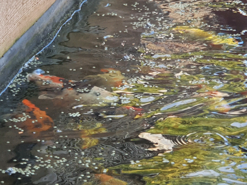 Koi for sale | in Warfield, Berkshire | Gumtree
