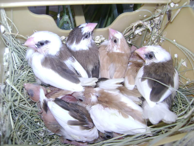 Baby bengalese finches | in Liverpool, Merseyside | Gumtree