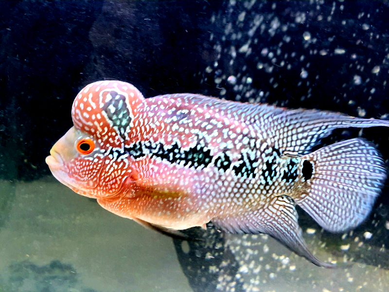 Juvenile Flowerhorn