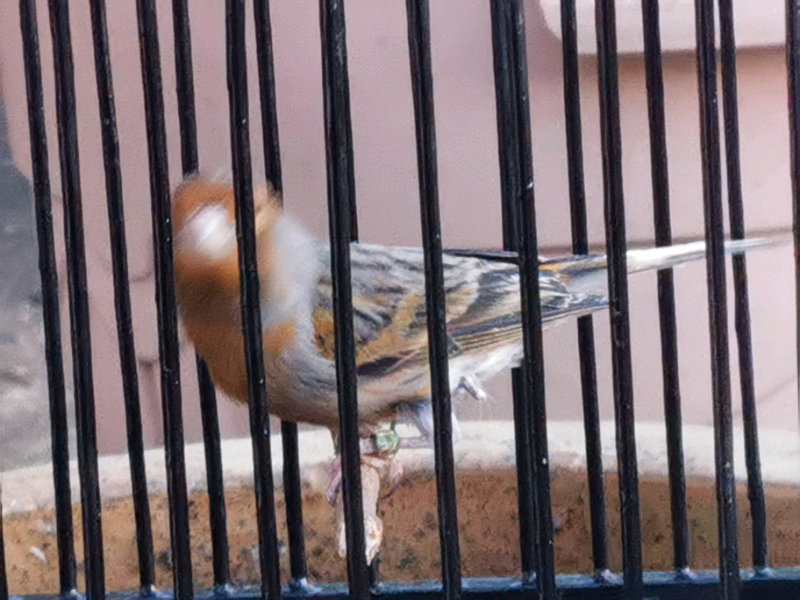 Mule Cage for sale in UK 65 secondhand Mule Cages