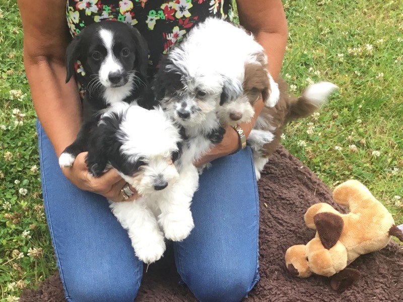 Poodle x bedlington pup 1 girl remaining in Norwich, Norfolk Gumtree