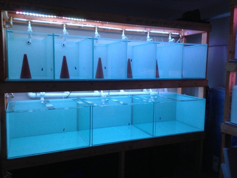 Discus breeding tanks breeding cubes breeding setup in Kilsyth