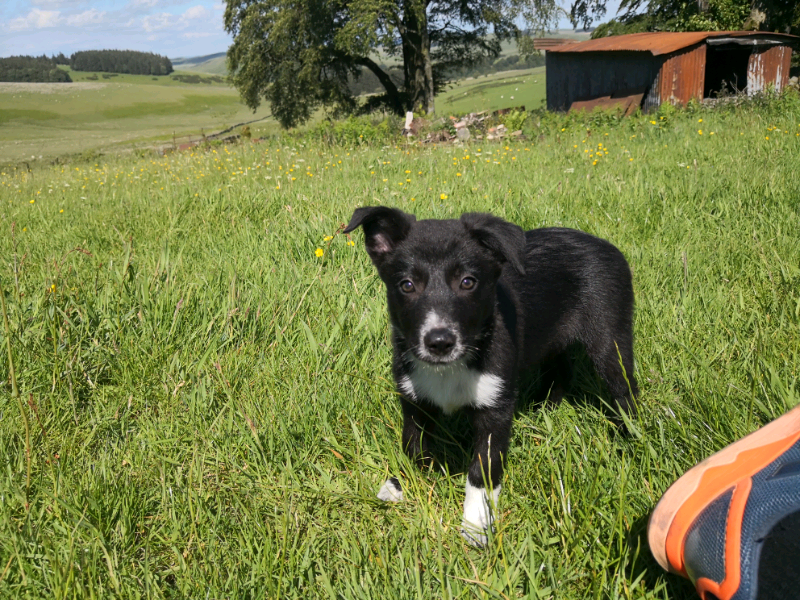 border collie puppies 2 left in Hawick, Scottish Borders Gumtree