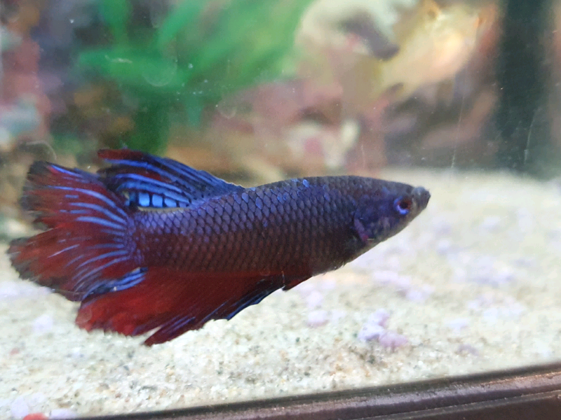 Tropical Freshwater Aquarium Fish for sale in UK