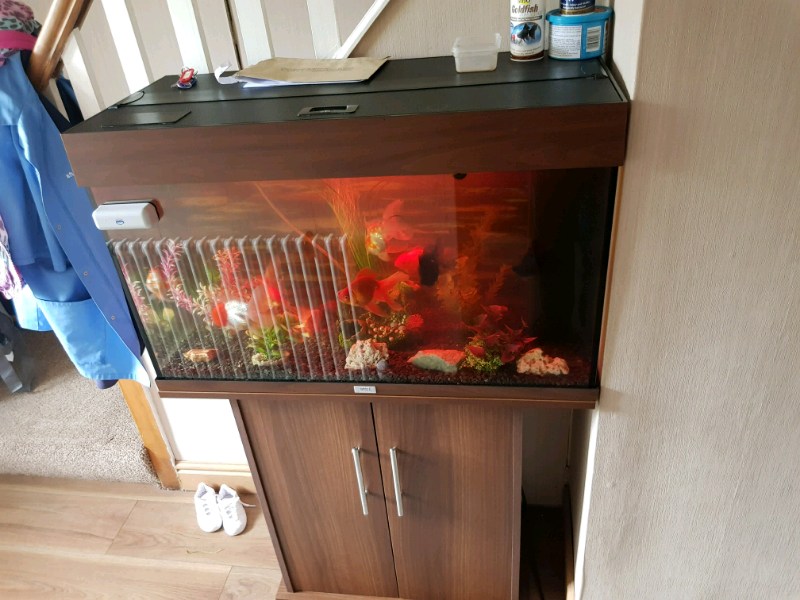 Juwel 140 lt Fish tank in Ely, Cardiff Gumtree