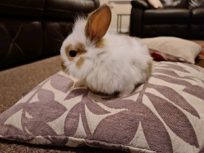 Baby rabbits for sale in Llandaff North, Cardiff Gumtree