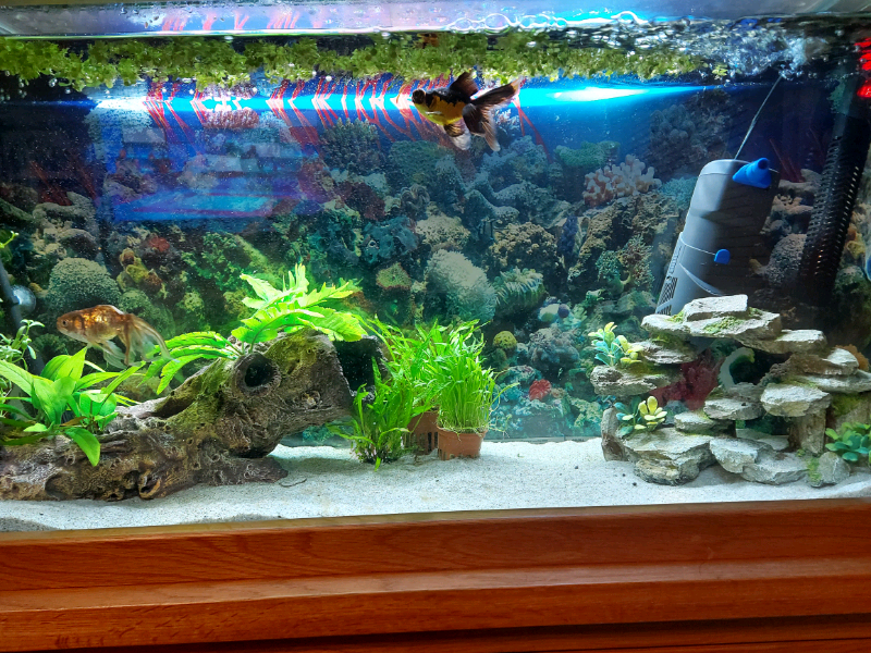 Fancy Goldfish for sale in UK 75 used Fancy Goldfishs