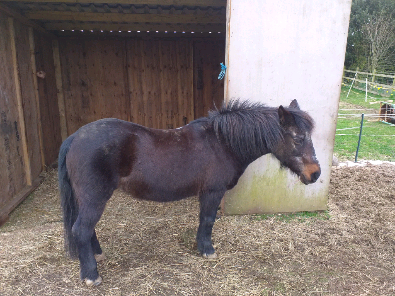 Great 12hh pony for sale in Perth, Perth and Kinross Gumtree