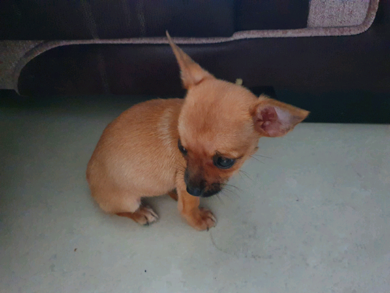 Tiny Teddy Maltipoo Puppy Reserved In East London London Gumtree