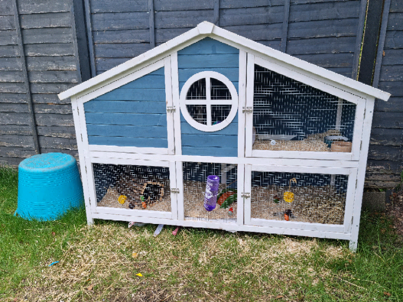 Guinea pig set up- 2 storey house with 2 male guinea pigs | in Tiverton