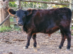 lowline steers heifers angus br asking swap lowlines yearling each young