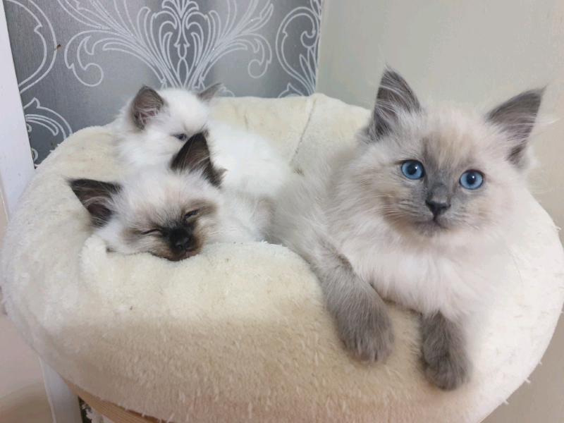Ragdoll kittens in Lancaster, Lancashire Gumtree