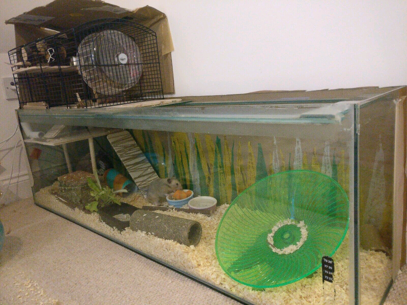 Hamster Tank for sale in UK 65 used Hamster Tanks