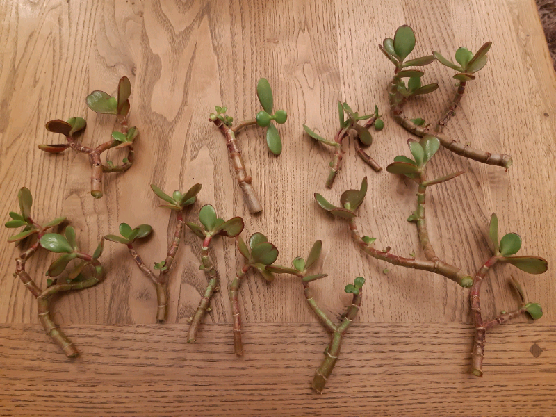 Jade plant cuttings Free! in Ilkeston, Derbyshire Gumtree