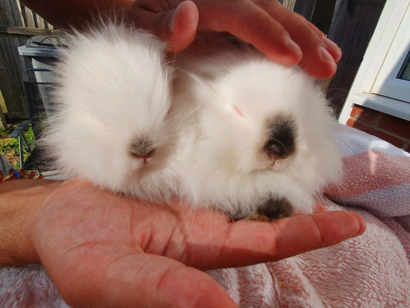 Dwarf/lionhead stunning bunnies TWO REMAINING TWO DOES (FEMALES) in